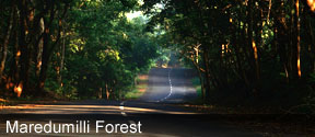 Maredumilli Forest Tour Package
